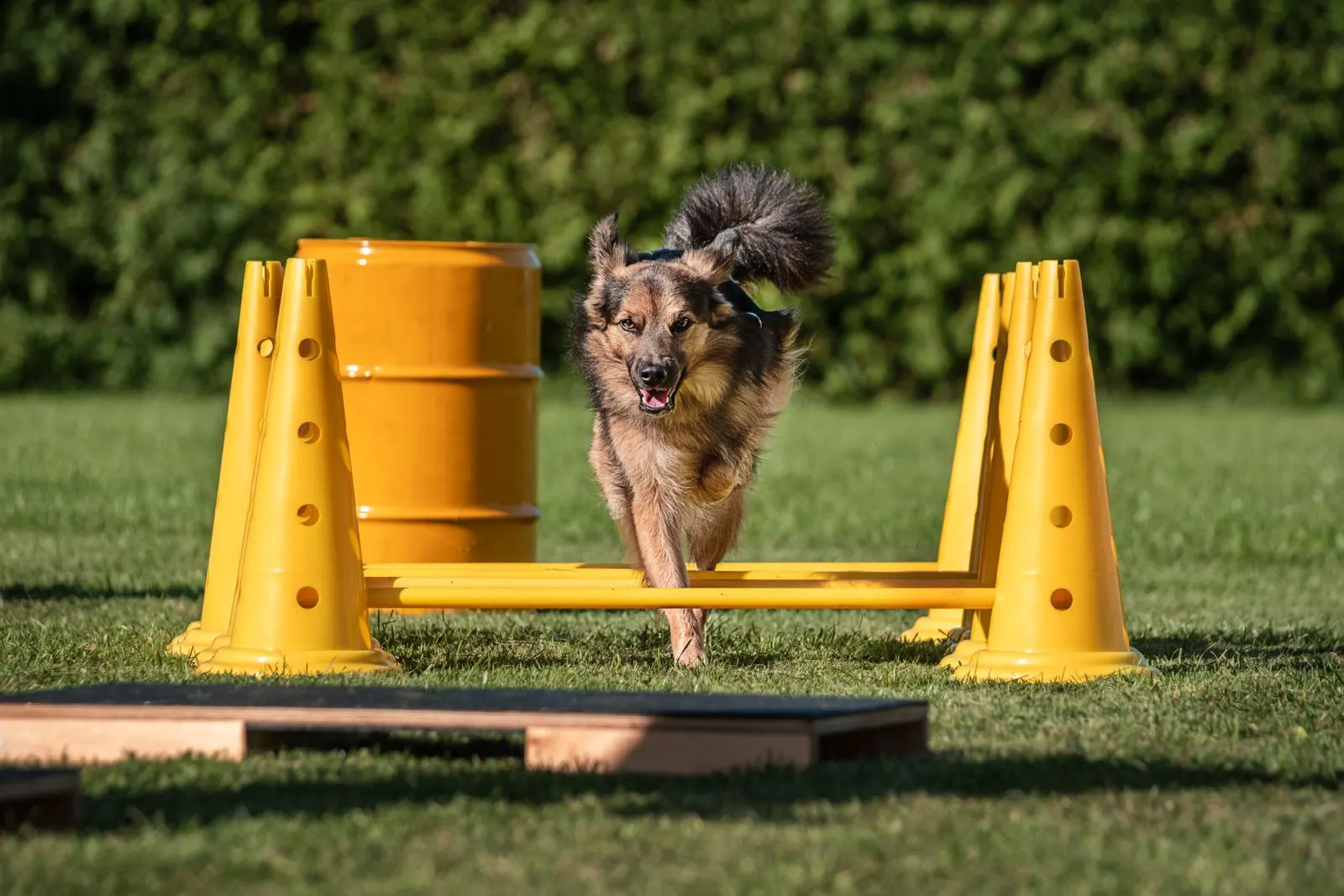 Hund läuft über Cavaletti-Stangen im Fitness-Loops-Parcours
