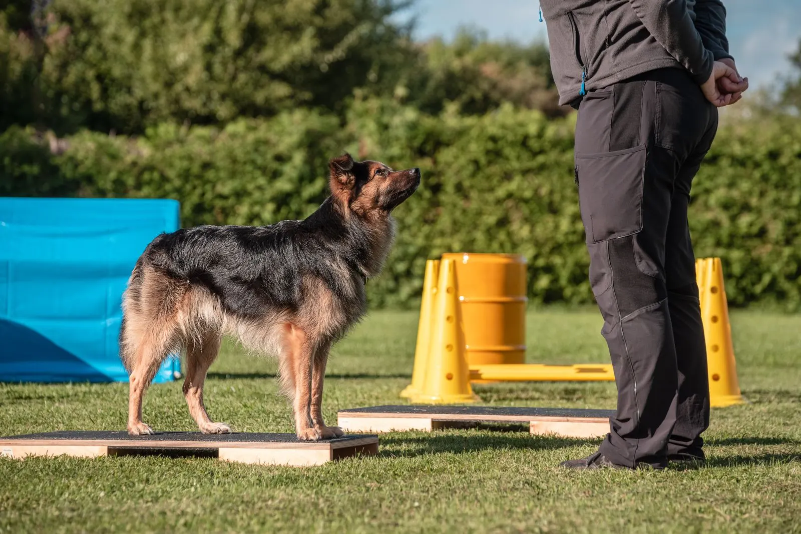 Hund balanciert auf einem Fitnessgerät beim Fitness Loops Training