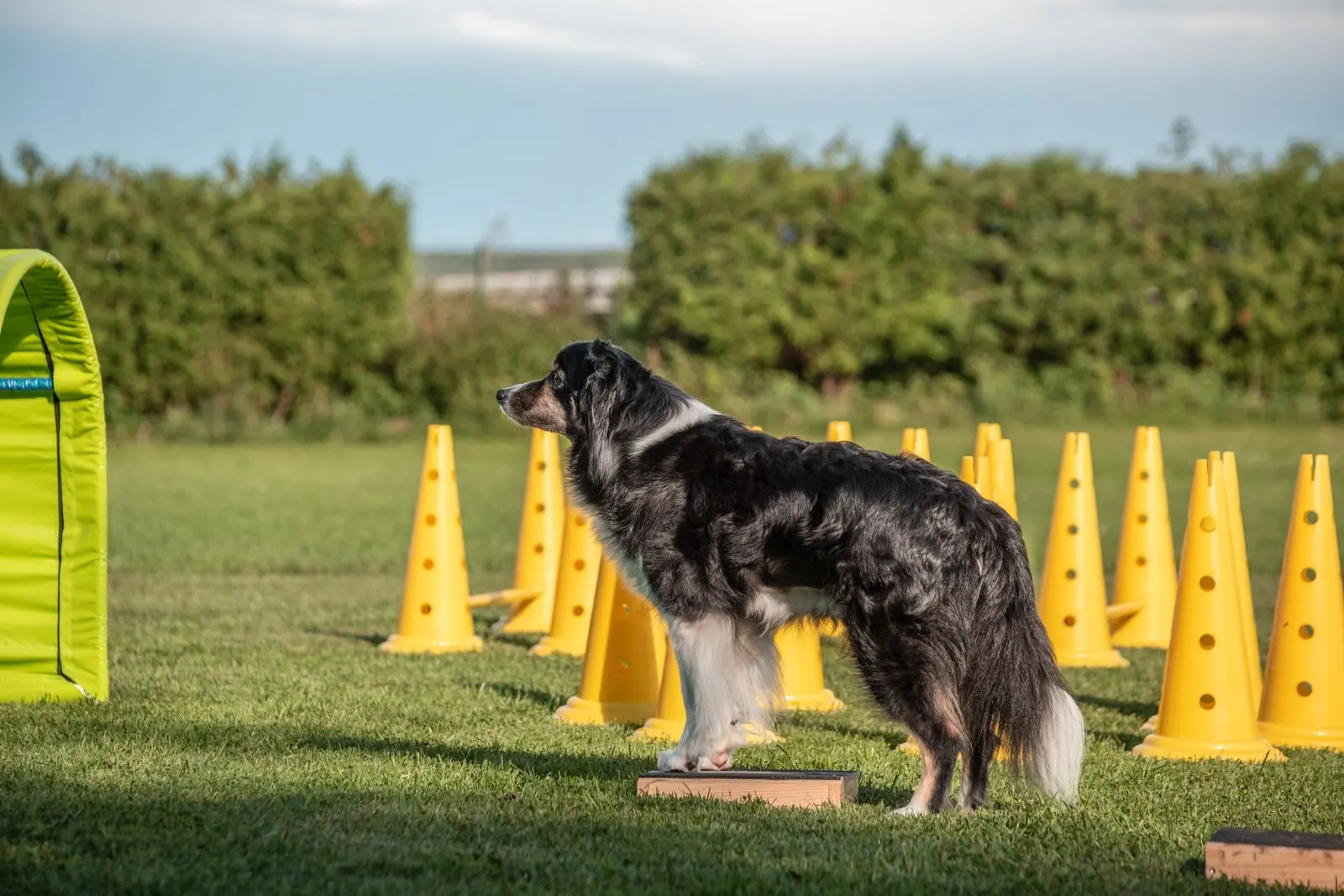 Border Collie auf Balancebrett zwischen Pylonen