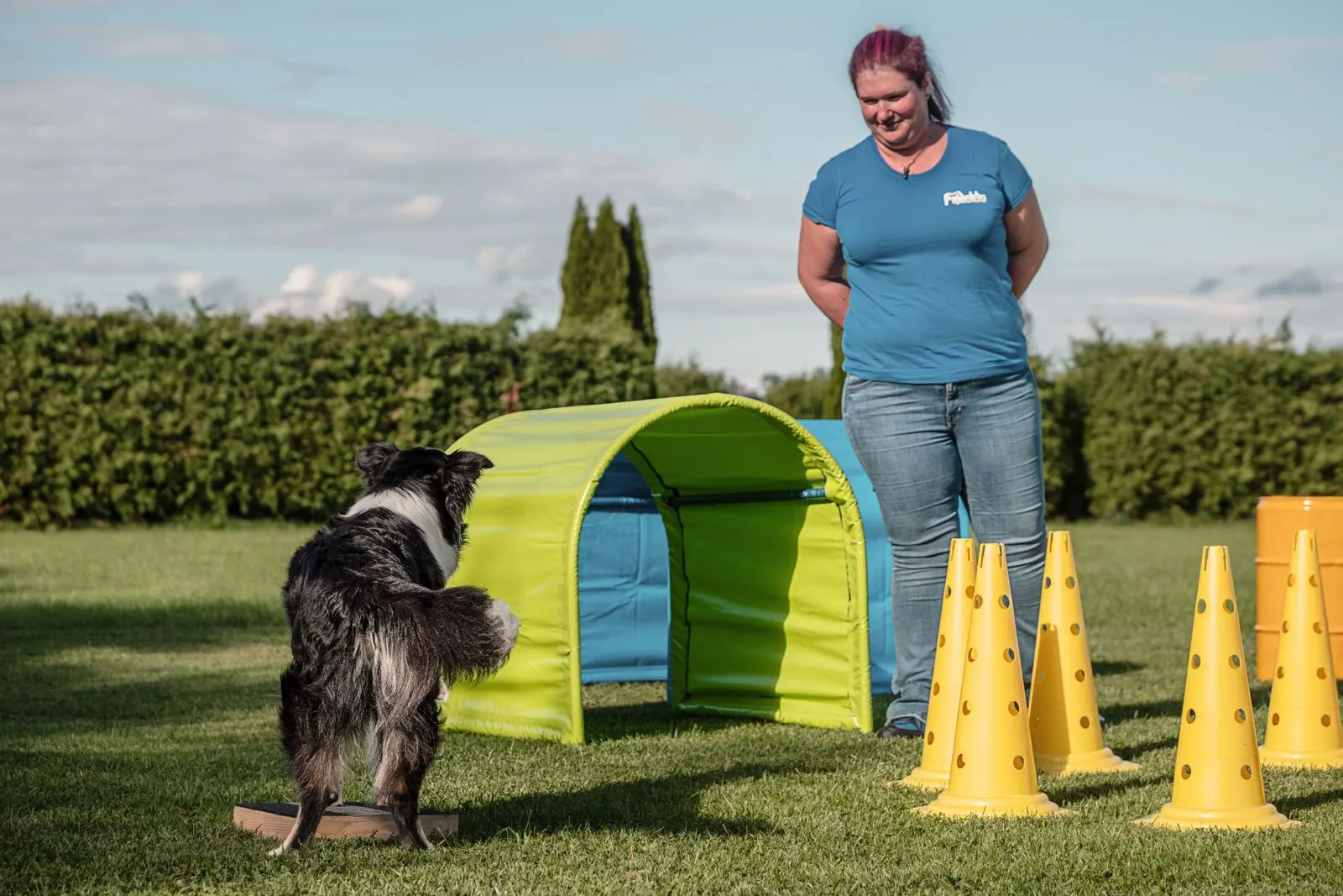 Border Collie geht durch einen grünen Tunnel