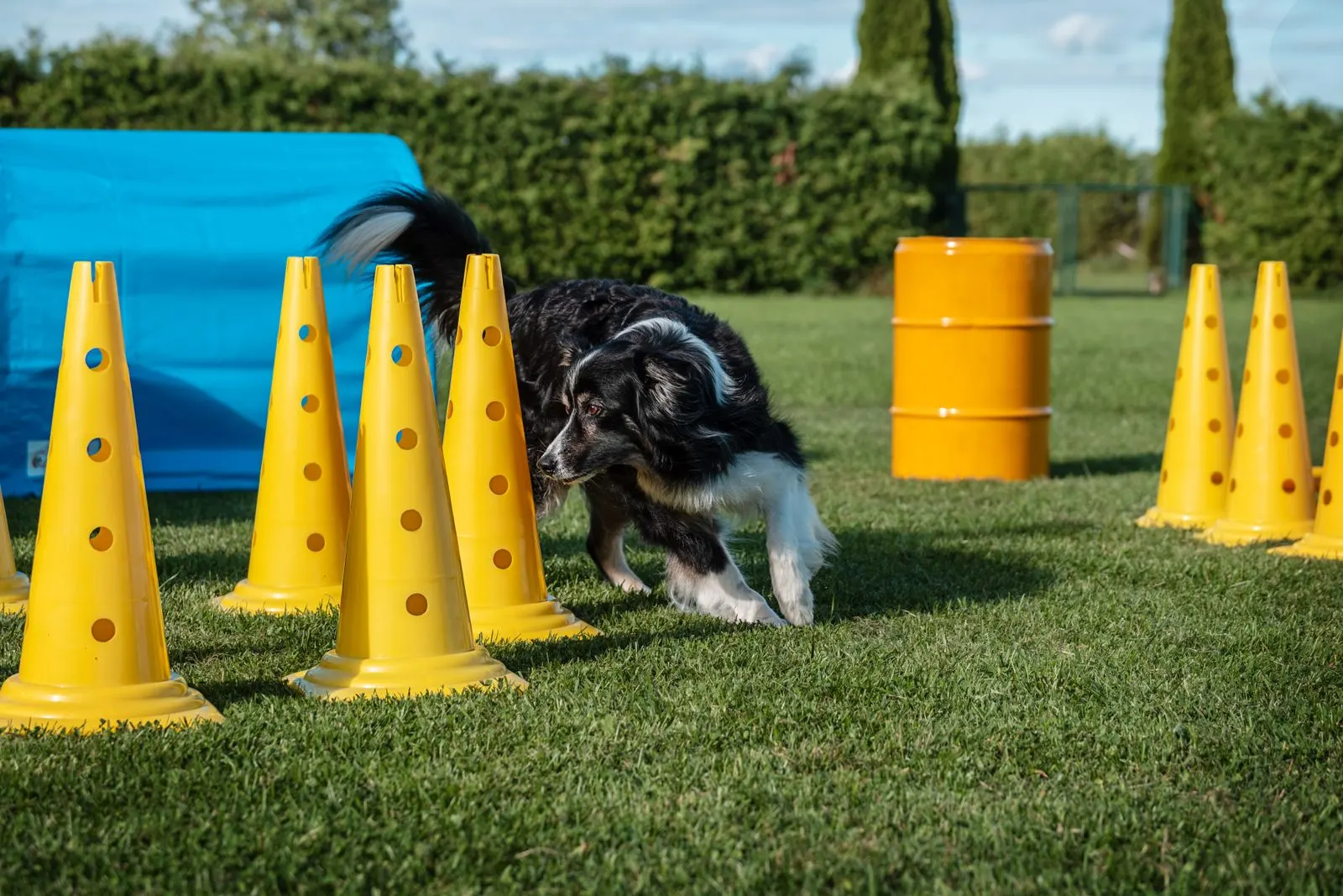 Hund läuft zwischen gelben Pylonen