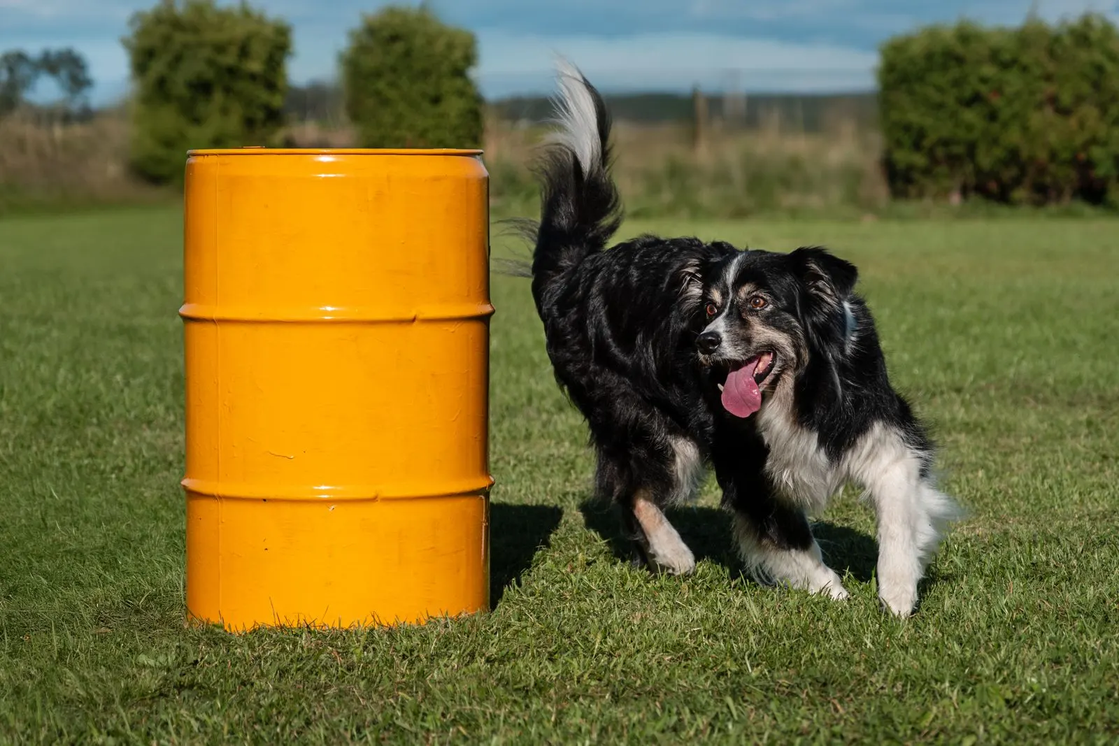 Border Collie läuft an einer orangen Tonne vorbei