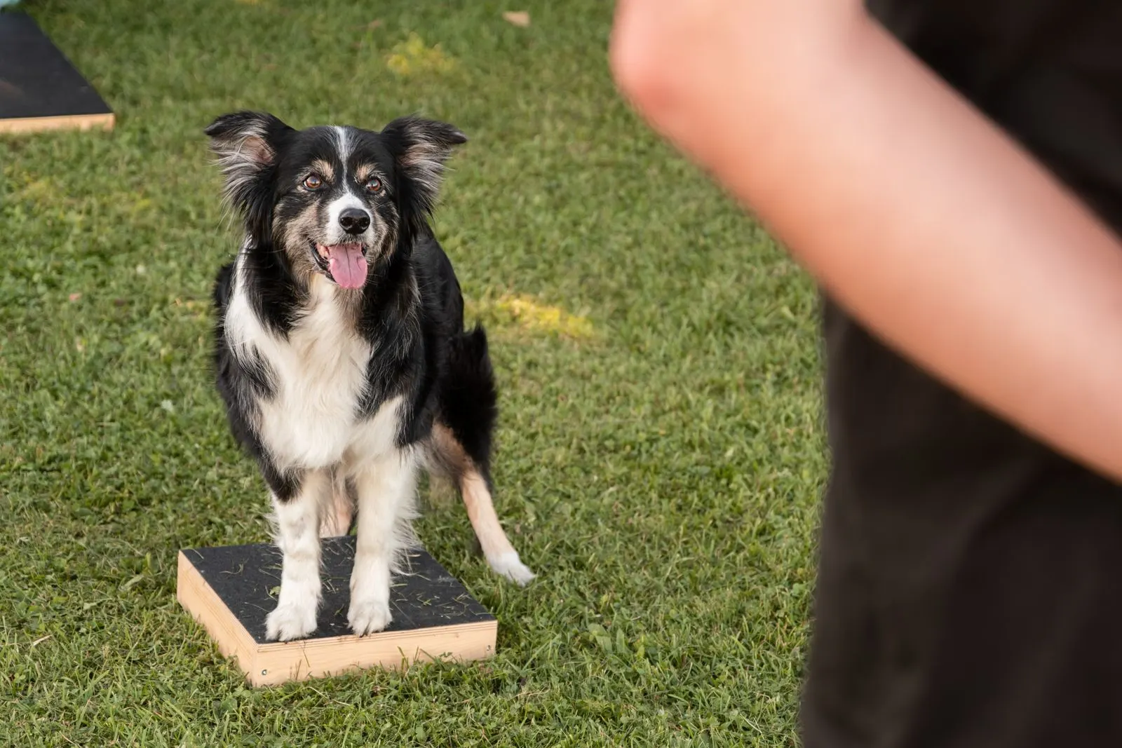 Border Collie steht auf einem Balancebrett