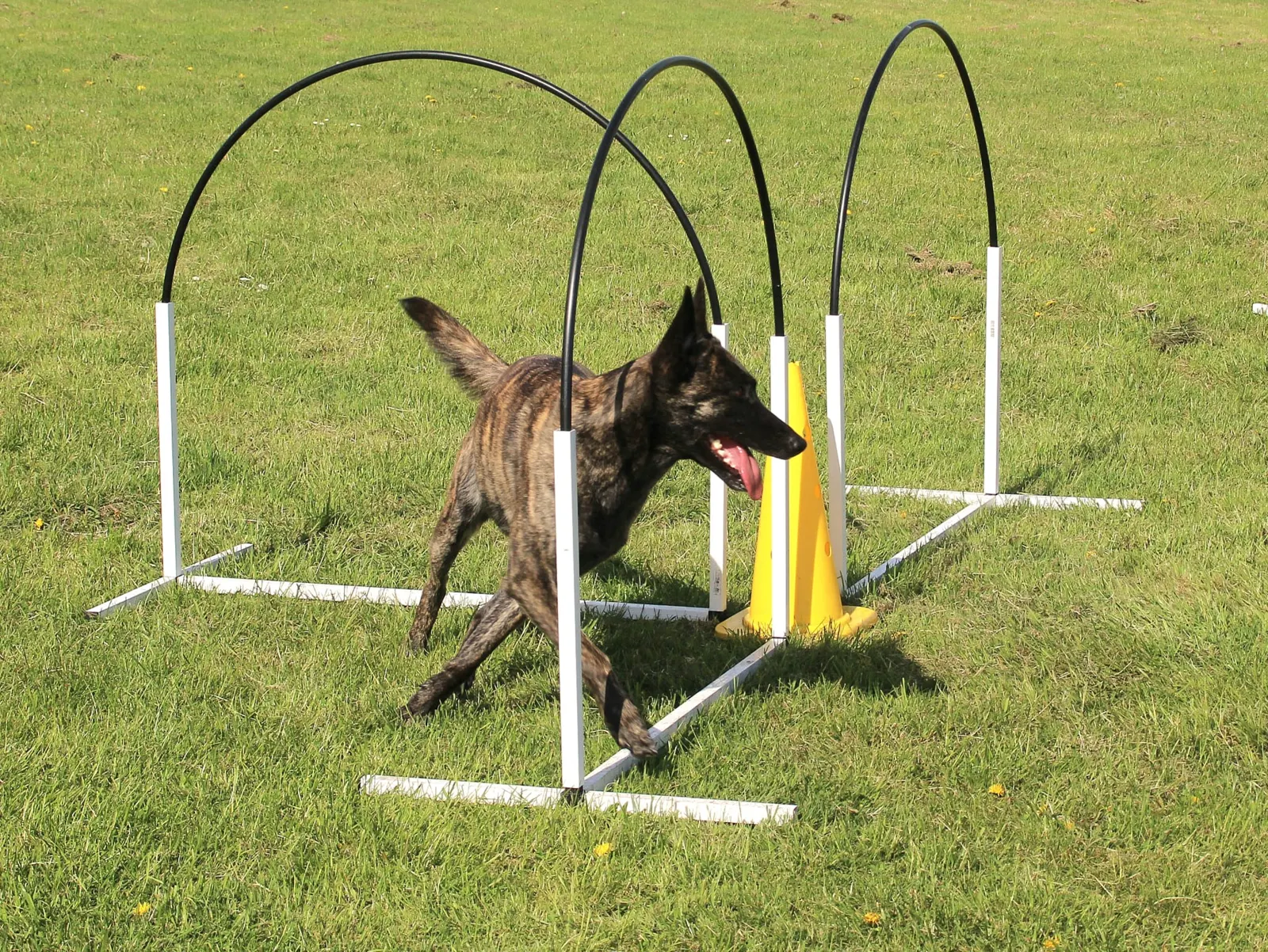 Holländischer Schäferhund unter Hoopility-Bögen