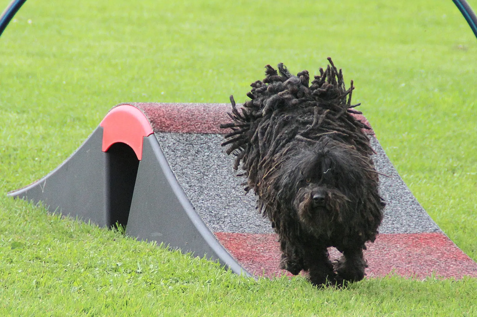 Puli-Hund läuft über eine Rampe