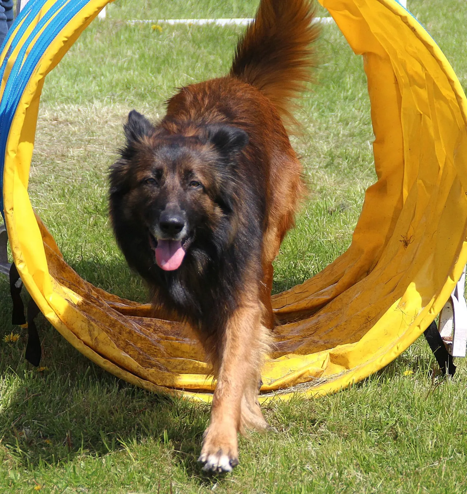 Hund läuft beim Hoopility durch einen gelben Tunnel