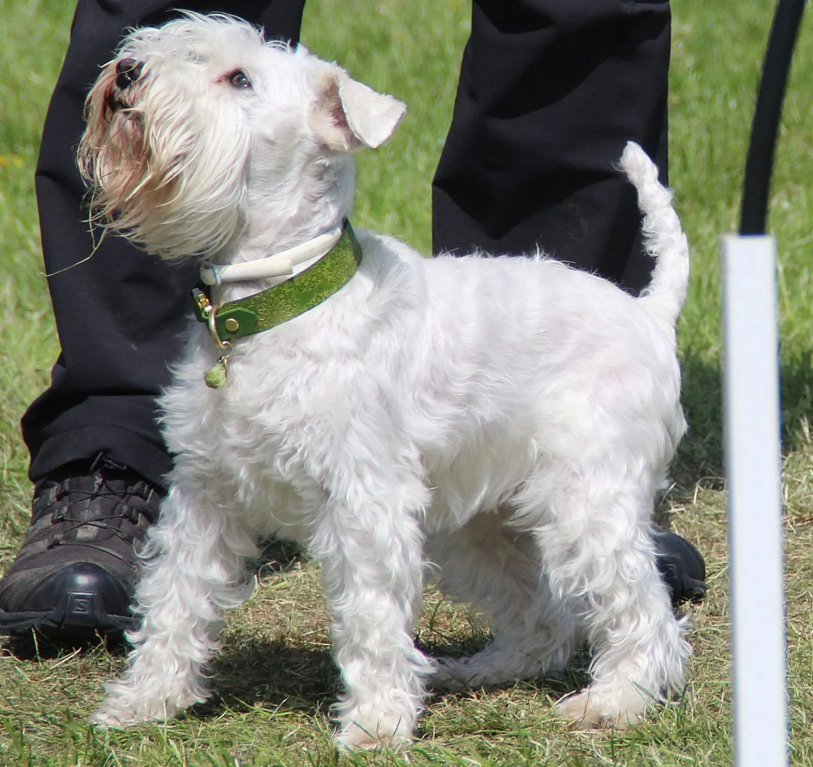 Weißer Terrier schaut zur Hundeführerin hoch