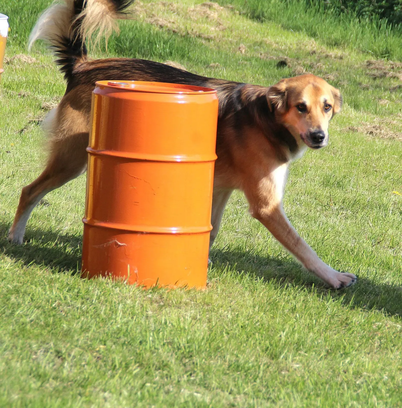 Hund umrundet eine Tonne beim Hoopility