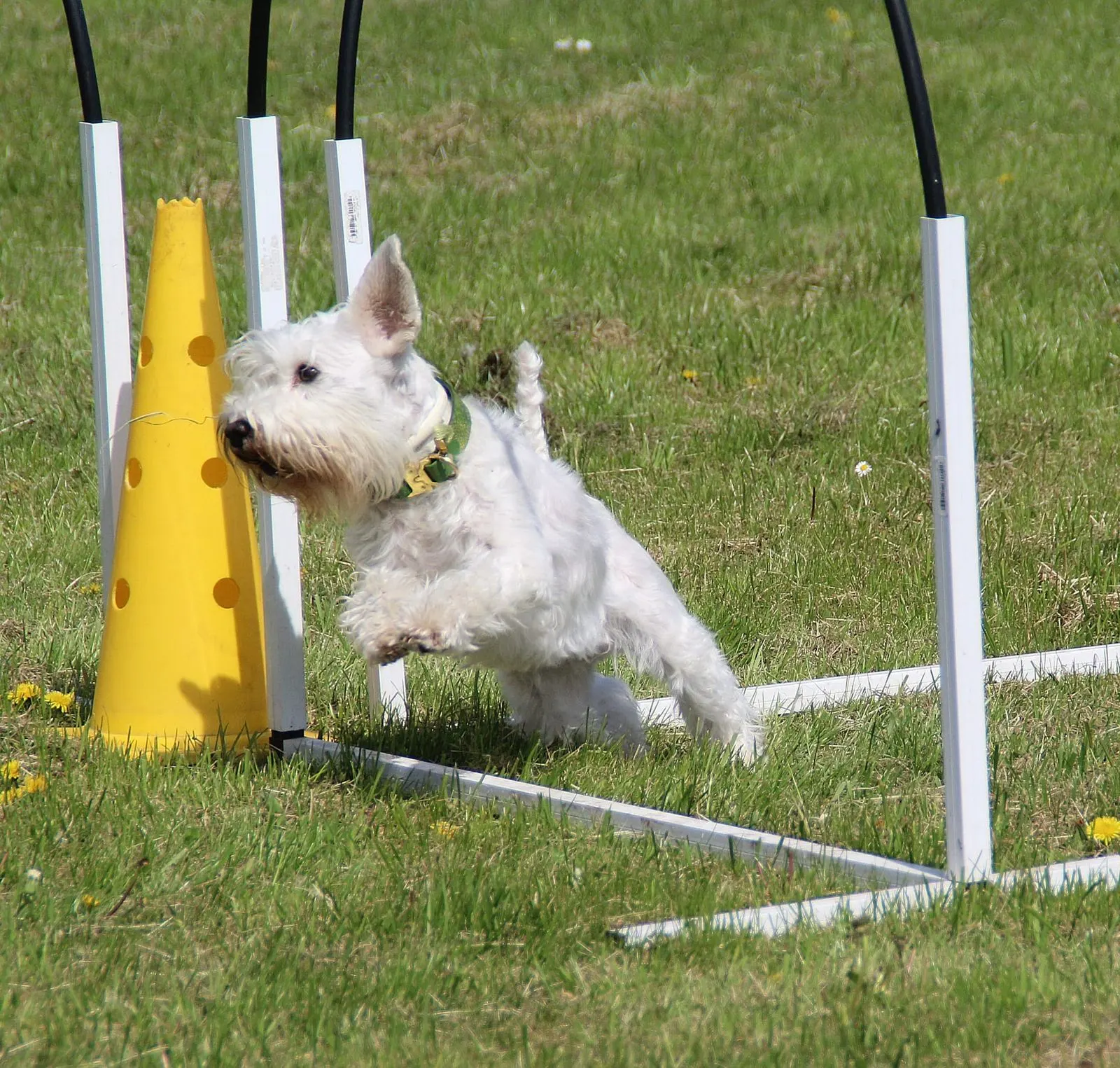 West Highland Terrier läuft durch Hoopility-Bögen
