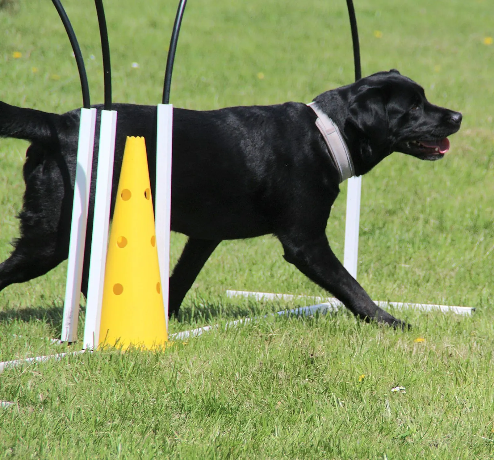 Schwarzer Labrador läuft durch Hoopility-Bögen