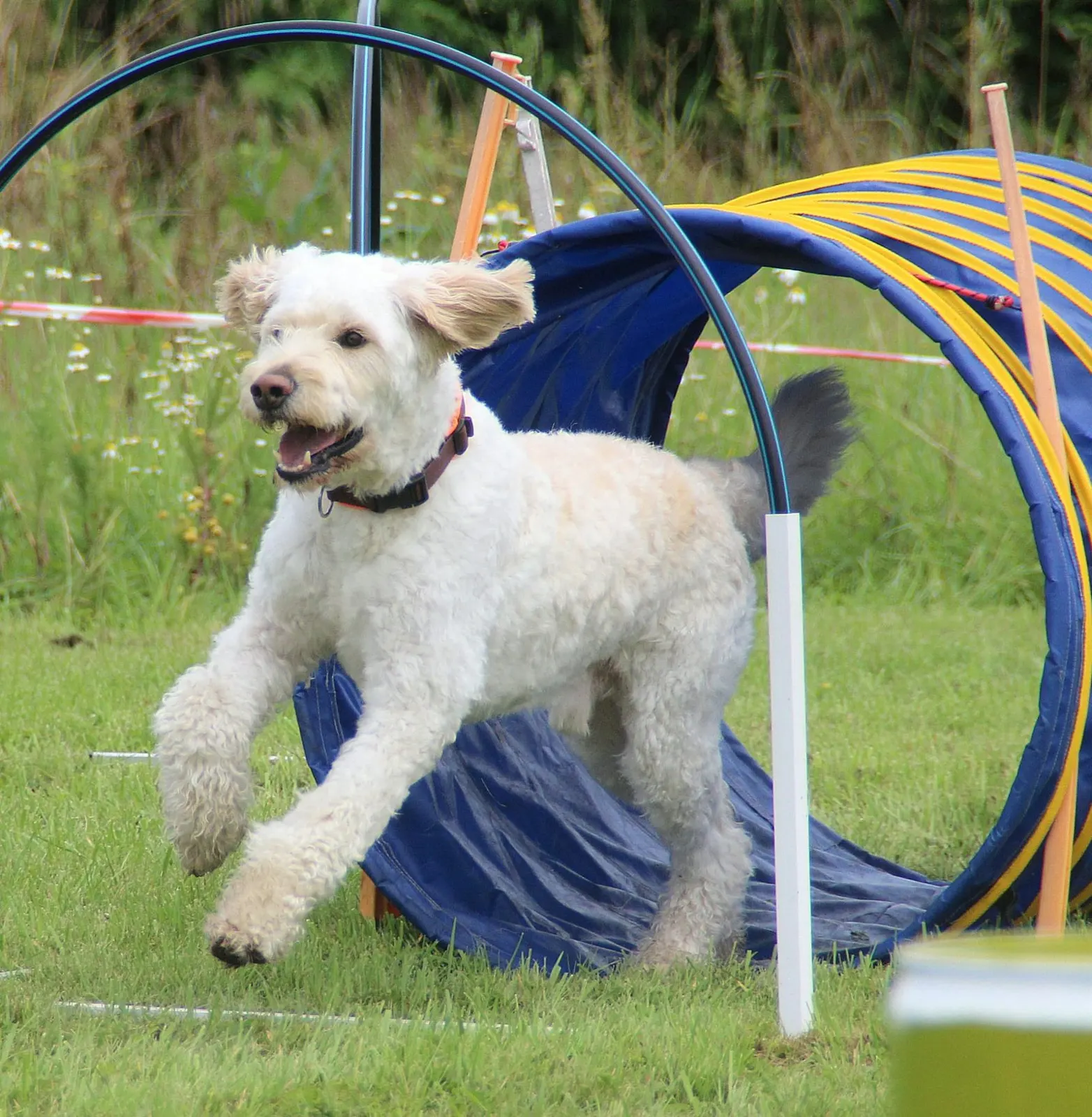 Weißer Hund springt aus einem blauen Tunnel