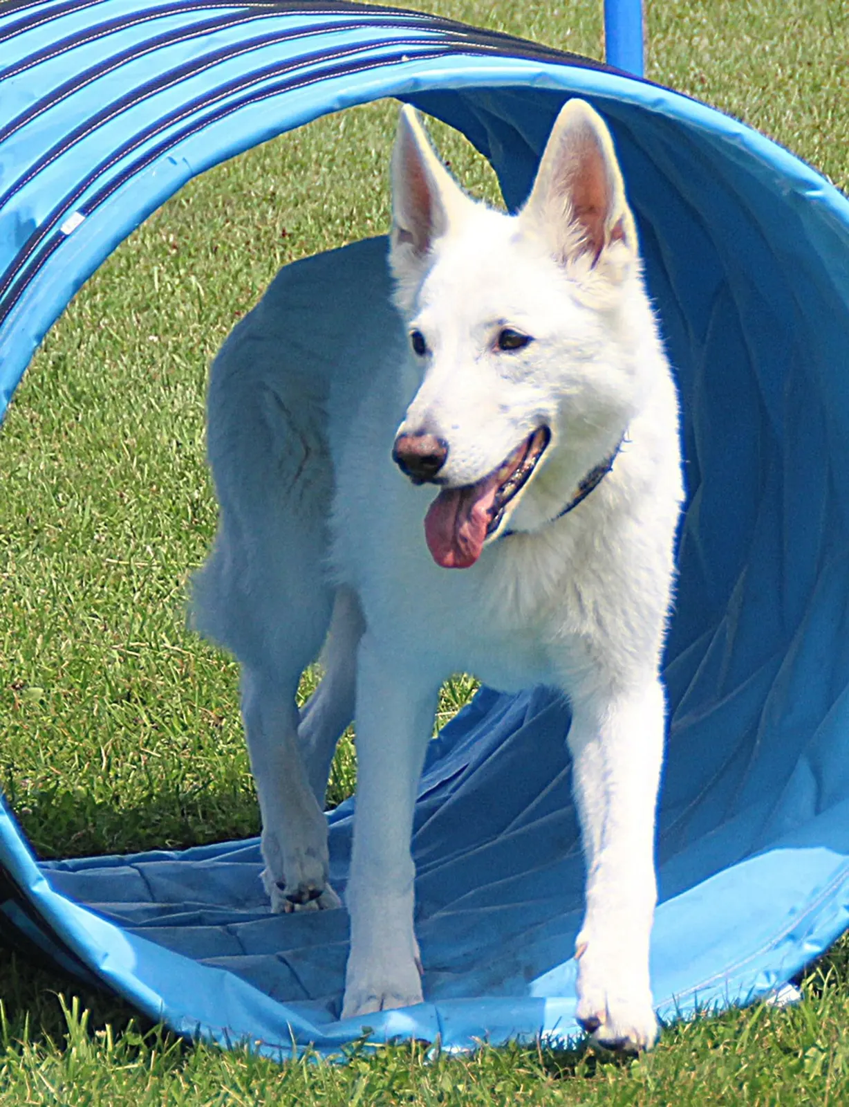Weißer Schäferhund im blauen Tunnel