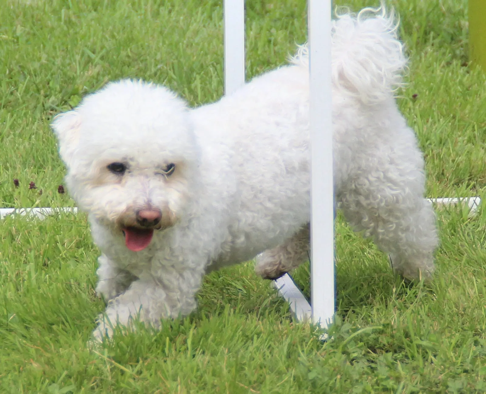 Weißer Bichon läuft an einem Bogen vorbei