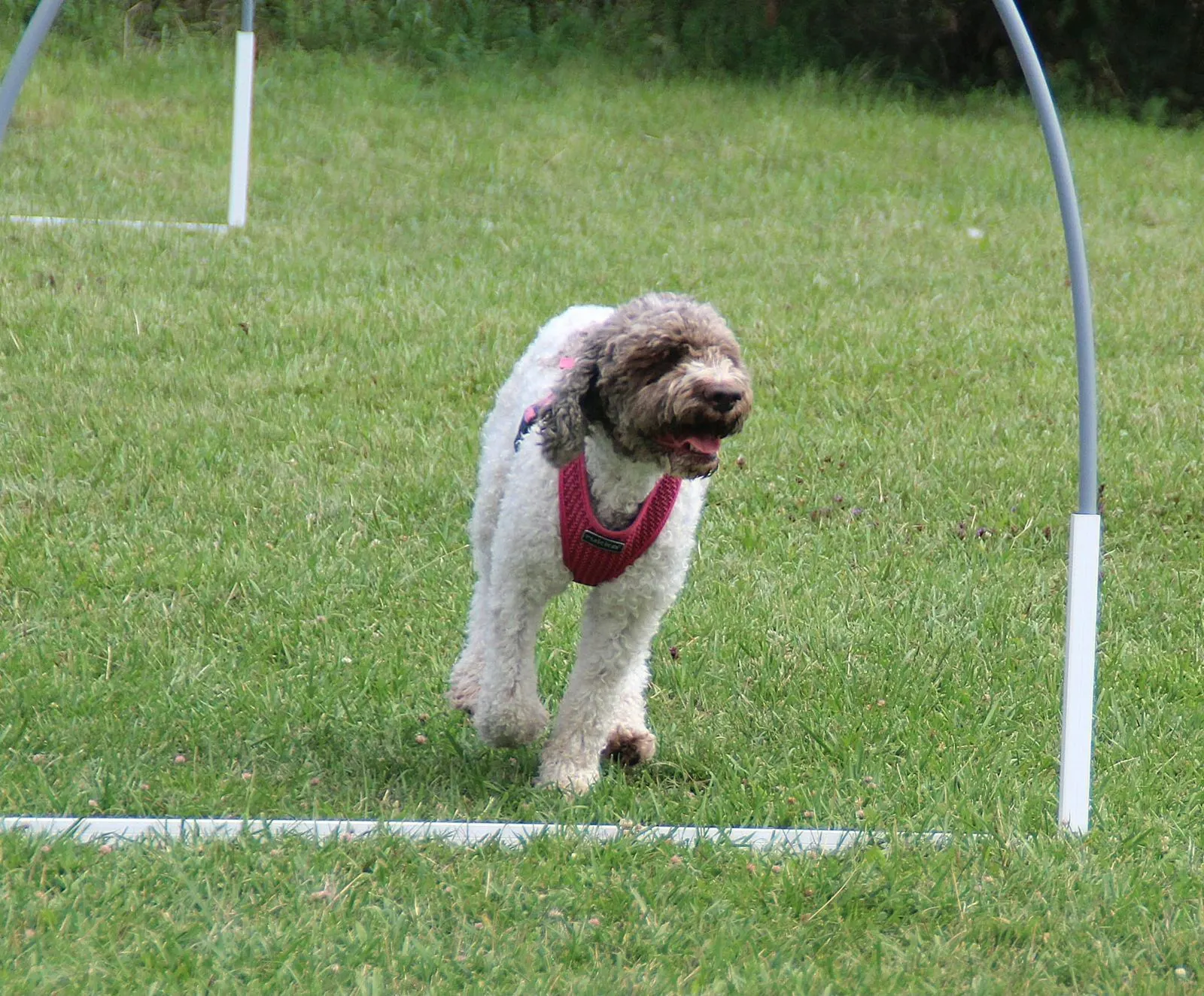 Lockiger Hund trabt durch den Parcours