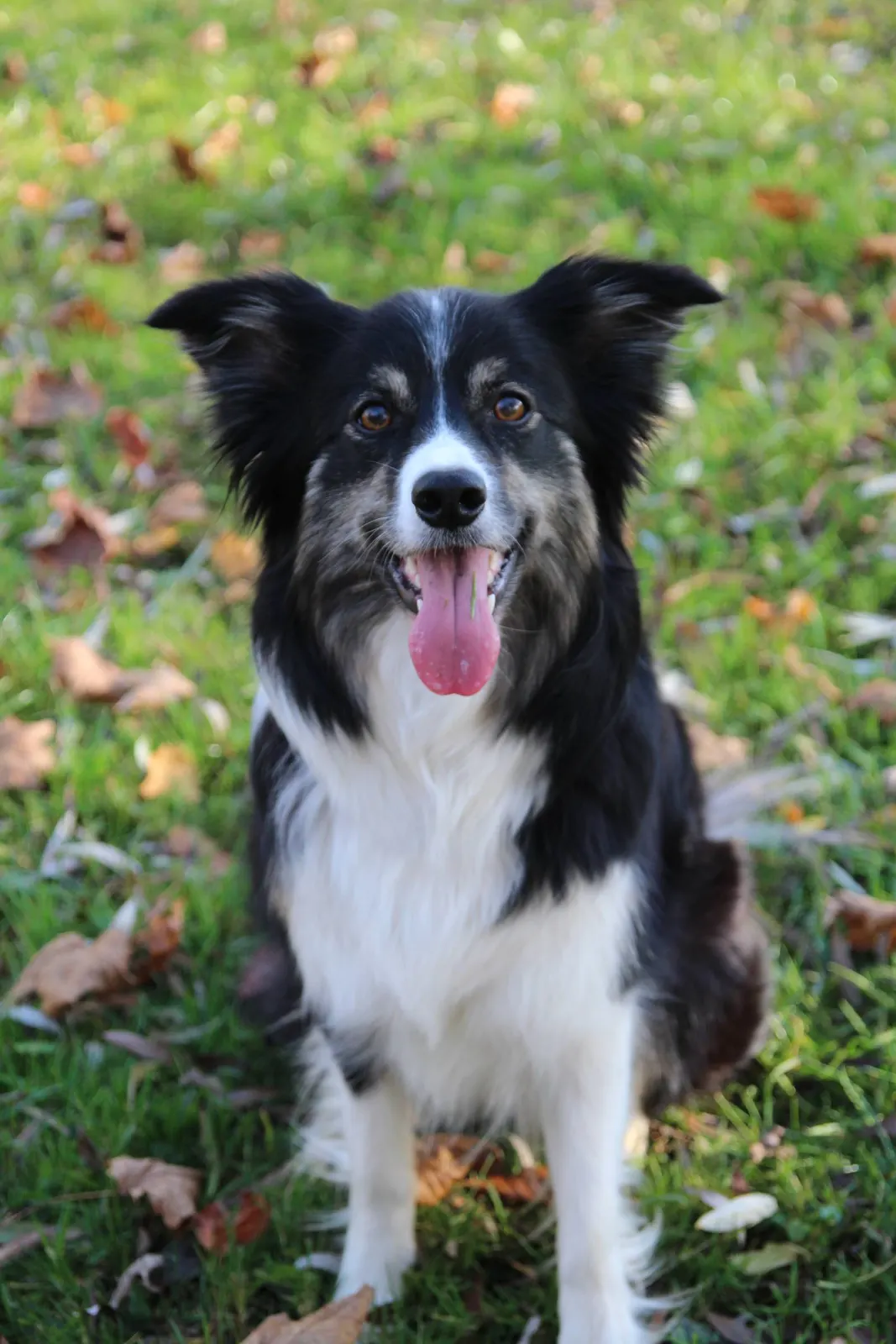 Border Collie sitzt im Herbstlaub